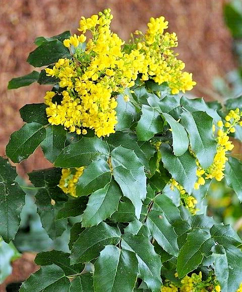 Oregon grape holly, 51 seeds. Mahonia aquifolium. native wildflower USA seller