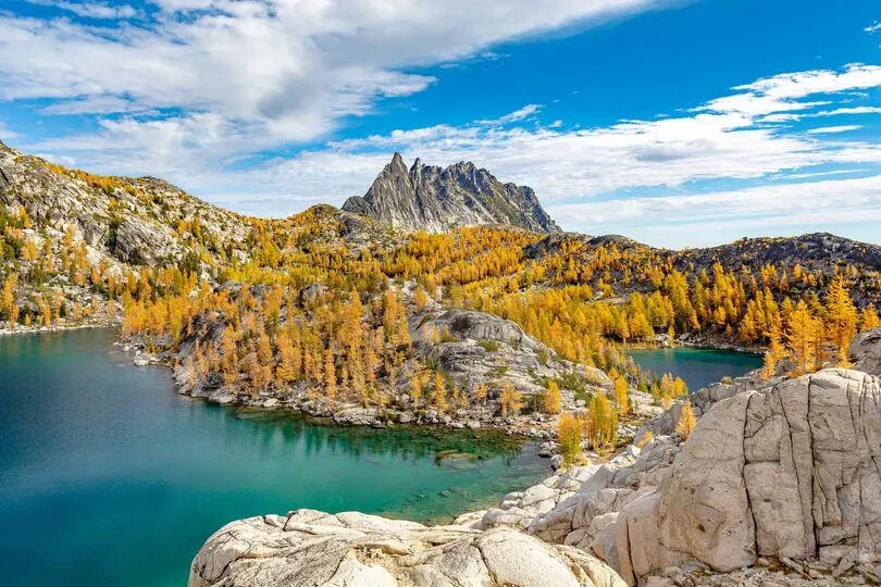 Larch (Larix mixed variety, 20 seeds Alaska Wild Harvested