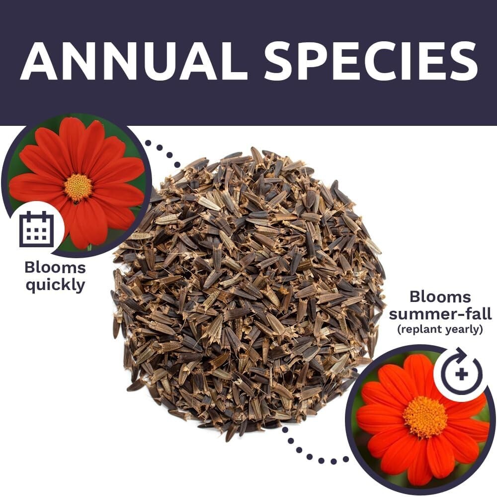 Bulk Quarter Pound Bag of Mexican Sunflower Seeds – 10,000+ Non-GMO Wildflowe…