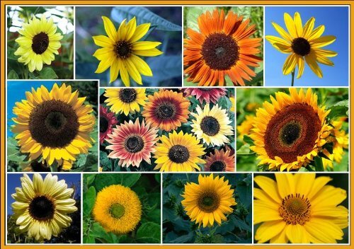 100+ Sunflower Seeds for Planting – Exotic Colors Mix