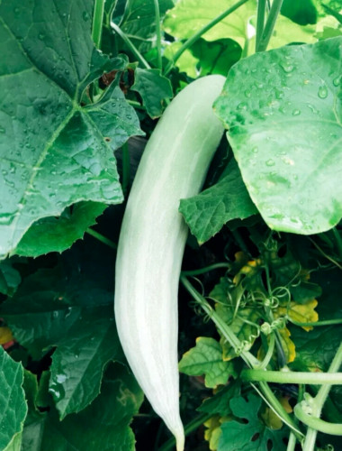 10 PCS WEST BITTER MELON, BALSAM PEAR, KU GUA, FOO GWAH, KHỔ QUA TÂY