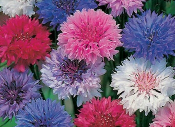 20 + bachelor’s buttons, POLKA DOT MIX, dwarf, seeds! Usa seller