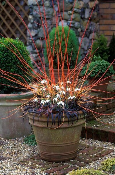 Cornus Sanguinea 20 Seeds, Dogwood Midwinter Fire, Winter Flame Shrub Cold Hardy
