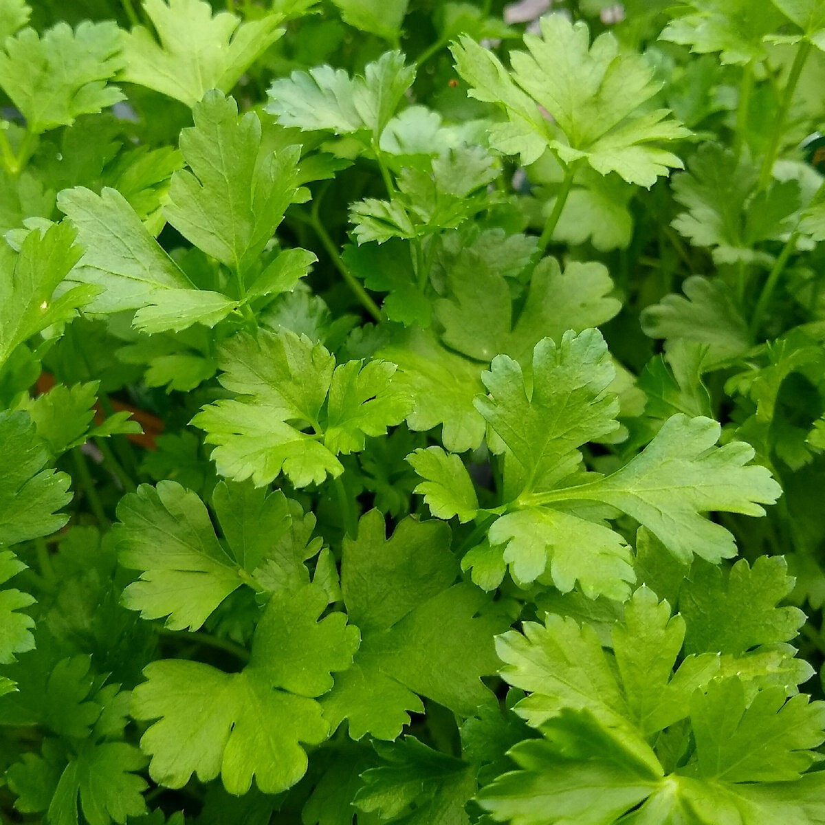 1/4 Lb Italian Giant Parsley Seeds – Everwilde Farms Mylar Seed Packet