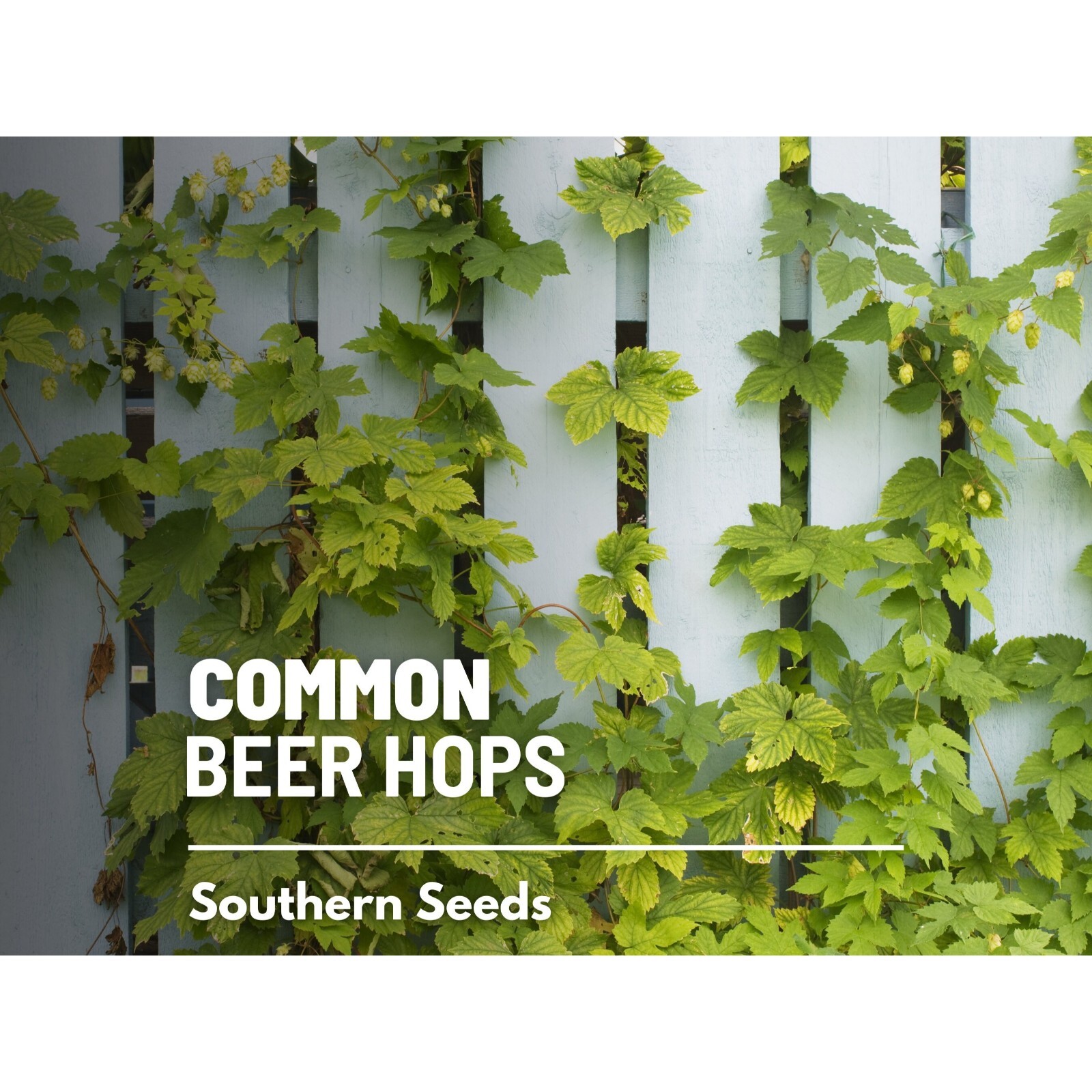 Hops, Common Beer – 20 Seeds – Heirloom Plant, Brewing Beer, Climbing Vine