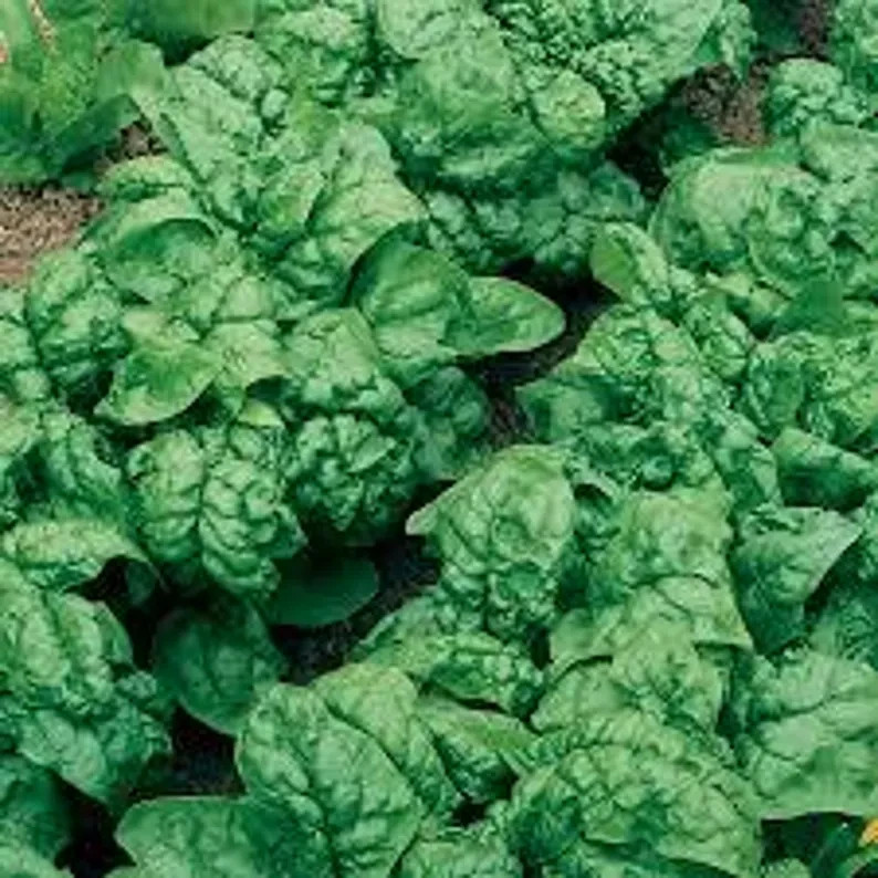 200 Bloomsdale Spinach Seeds. Organic. USA Seeds. Ships free