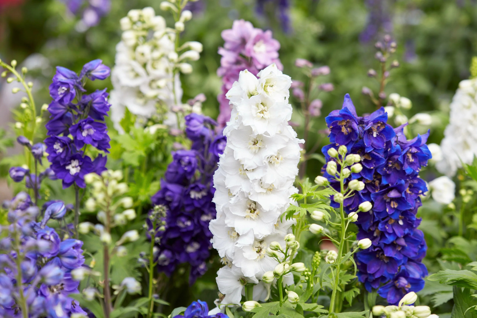 100 ROCKET LARKSPUR DELPHINIUM Consolida Giant Imperial Mixed Color Flower Seeds
