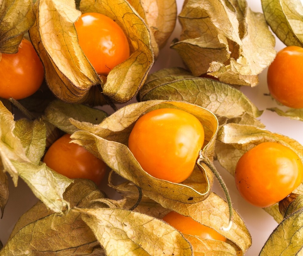 200+ CAPE GOOSEBERRY SEEDS– RARE —— GROUND CHERRY