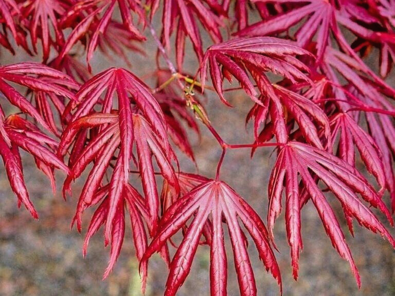 12 TROMENBERG JAPANESE MAPLE SEEEDS – Acer palmatum ‘Trompenburg’