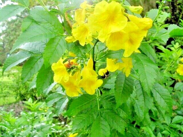 20 YELLOW BELLS SEEDS ( ESPERANZA ) – Tecoma stans