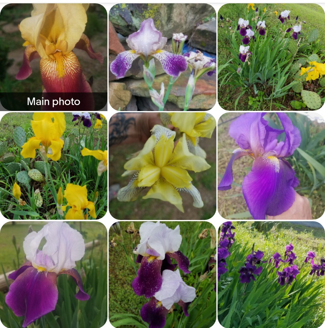 10x MIXED VARIETIES/COLORS IRIS BULBS RHIZOMES (Will BE TALL) Fresh