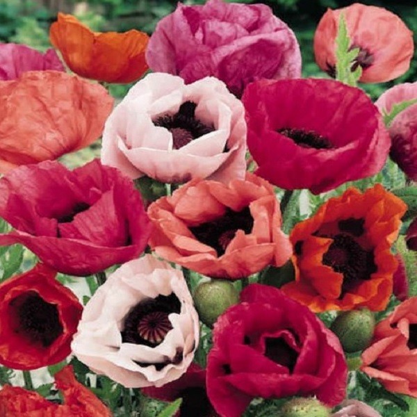Papaver Orientale Poppy Seeds For Planting Mixed Colors Giant Perennial Flowers