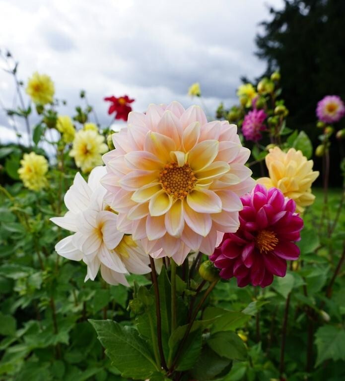 30 Giant Dahlia Showtime Mix seeds