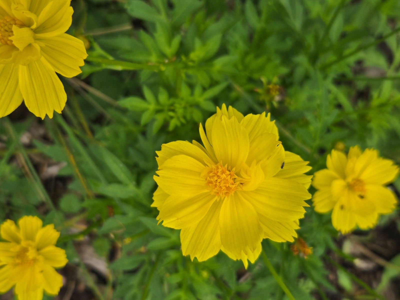 1 gram+ Yellow Sulphur Cosmos Seeds/Cosmos sulphureus/Deer Resistent/Edible