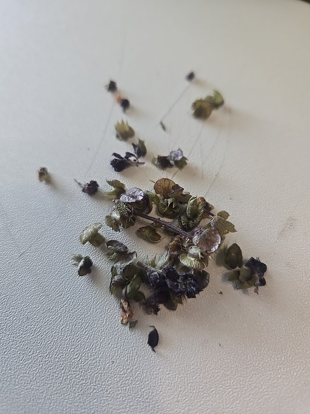 Purple Shiso Seeds, Perilla, Japanese Basil, Red Mint, NON-GMO, Variety Sizes