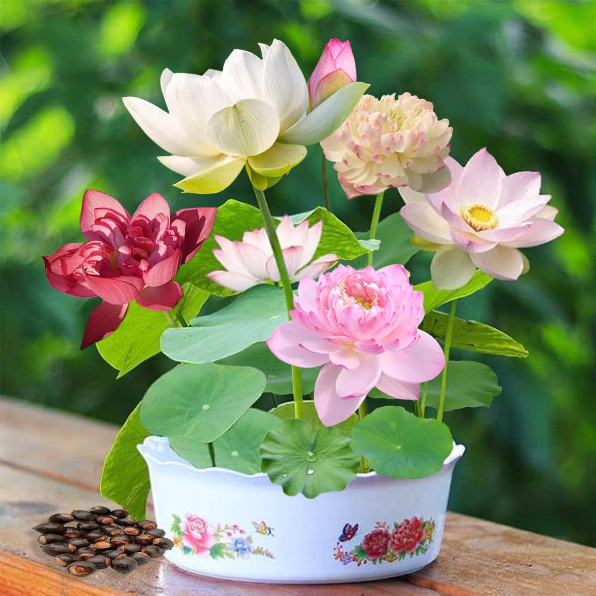 120 Pcs Mixed Color Bonsai Bowl Lotus Seeds,Easily Low Maintenance for Water …
