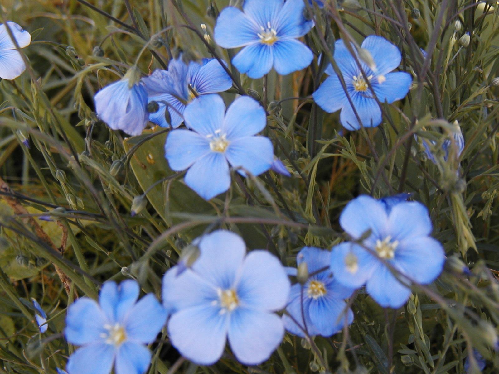 1000 SEEDS – Flax Blue SUN PERENNIAL flower GroCo USA – BUY ANY 15 – SHIPS FREE