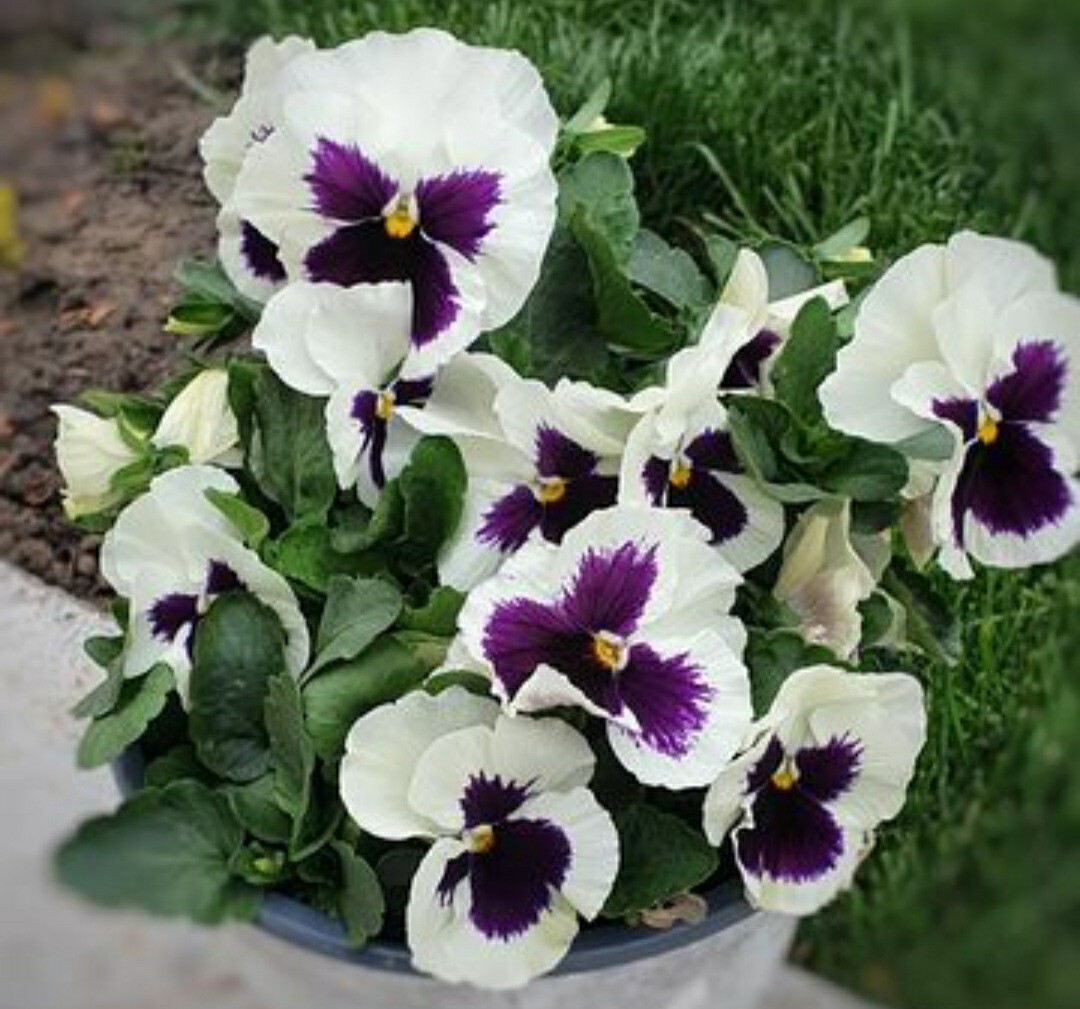 50- Pansy Flower Seeds Silverbride Pansies