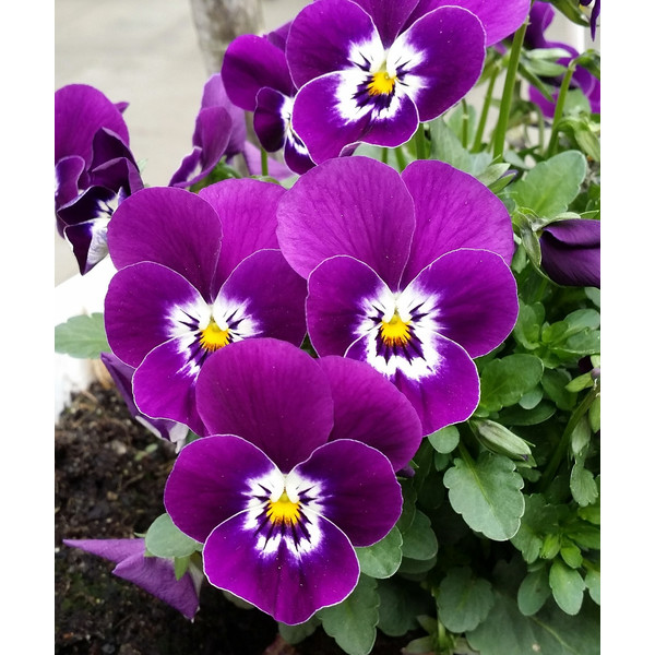 Pansy Mix Flowers Hybrid Seeds – 50 Seeds for a Colorful Garden Wonderland