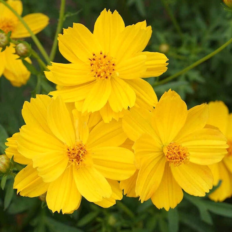 200+ Sulphur Gold Cosmos Seeds for Garden Planting – USA – FREE SHIPPING!
