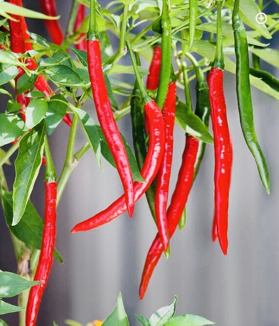 LONG RED CAYENNE PEPPER SEEDS Heirloom NON GMO Fresh Harvest Free Shipping
