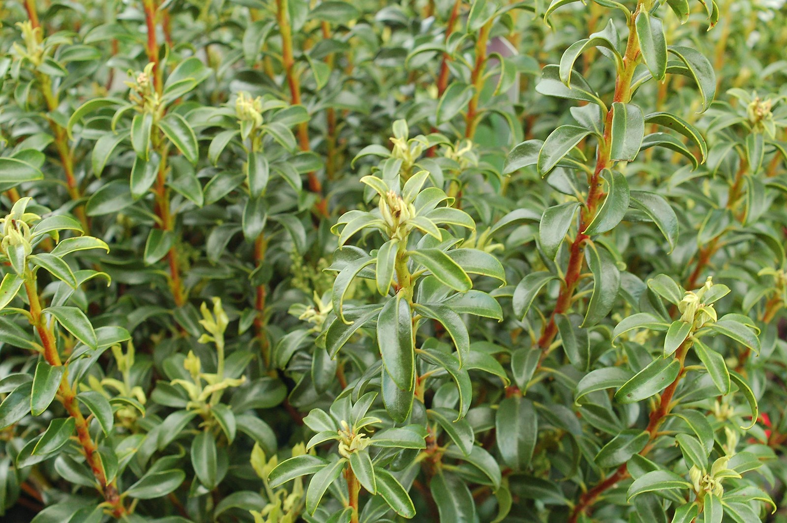 Live plant from Kalmia LAT. ‘Little Linda’ (Mountain Laurel) Evergreen, 3-Siz…