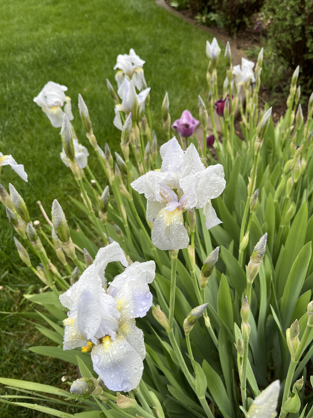 Stunning White Cemetary Iris Bulbs – Lot of 5 Perennial Rhizomes
