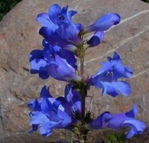 50+ PENSTEMON HETEROPHYLLUS BLUE SPRING FLOWER SEEDS / PERENNIAL