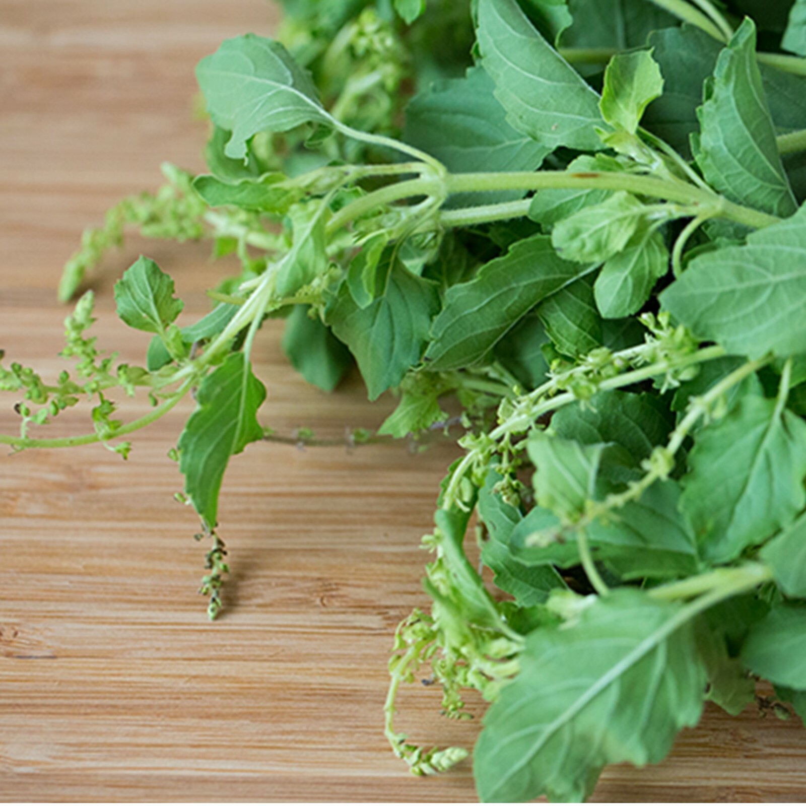 Thai Holy Basil Seeds