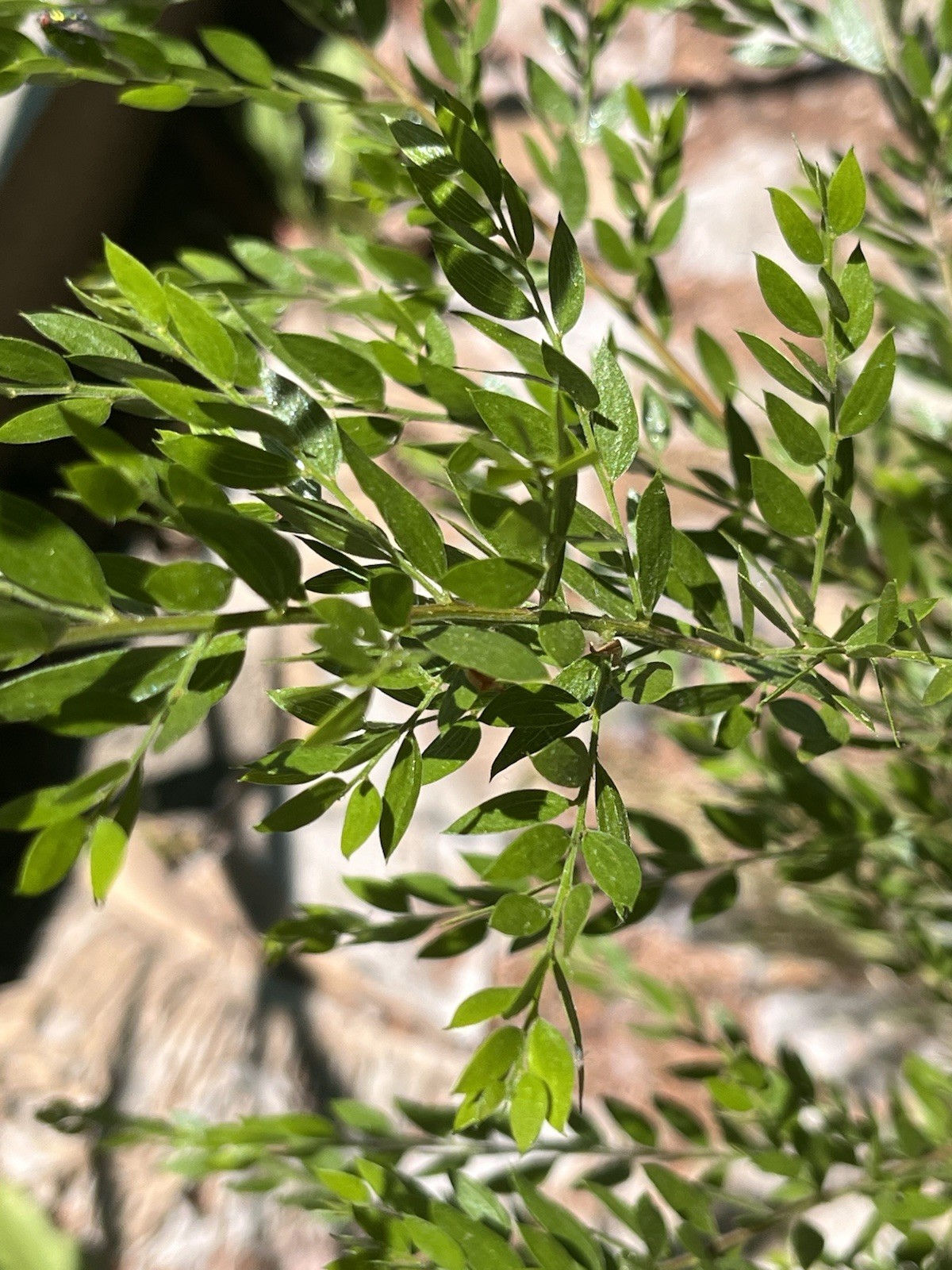 10 Acacia howittii Seeds – “Sticky Wattle”