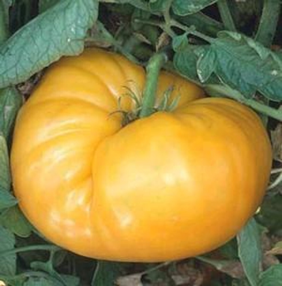 Kentucky Beefsteak Tomato 30 – 2000 Seeds Orange fruit up to 2+ lbs! Heirloom