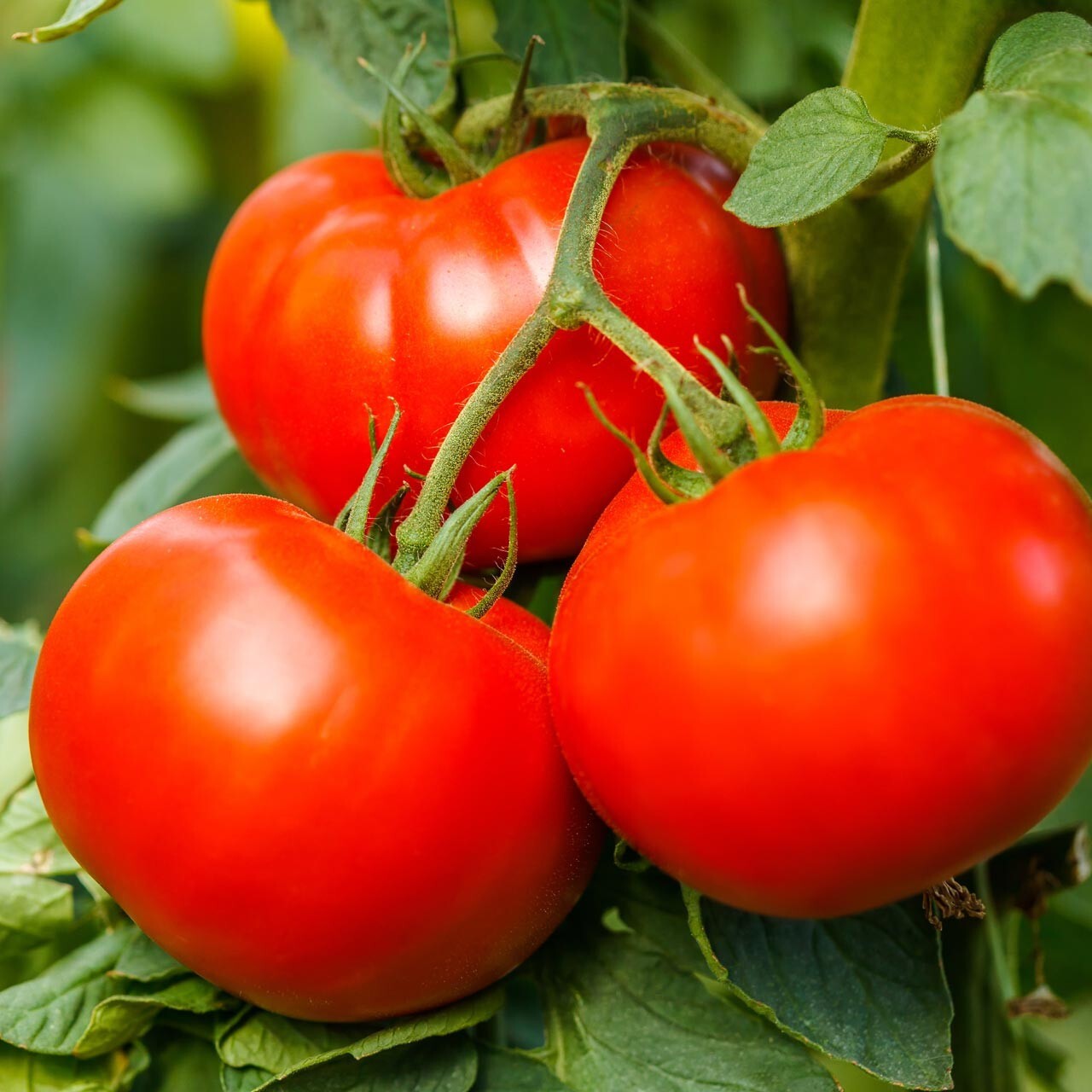 45 Organic Non-GMO Homestead Tomato Seeds. HIGHLY PRODUCTIVE- Seeds Of Tomorrow