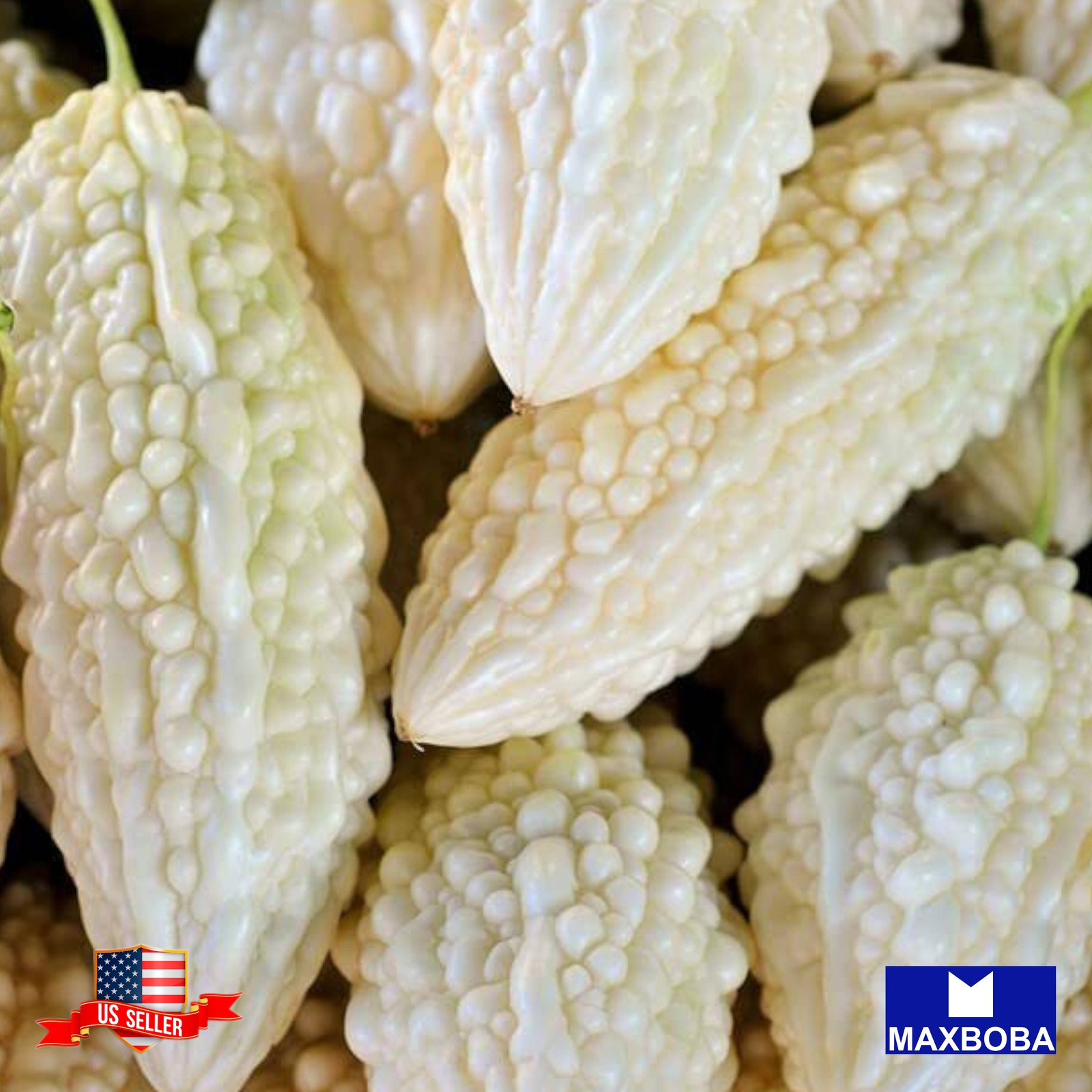 05 Bitter White Hybrid Gourd Seeds Non-GMO Vegetable BTGO 75% OFF