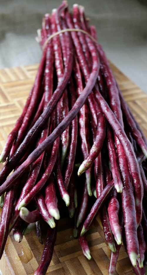 20+ Purple-red Yard Long Bean seeds Asian Chinese Noodle Bean String beans USA