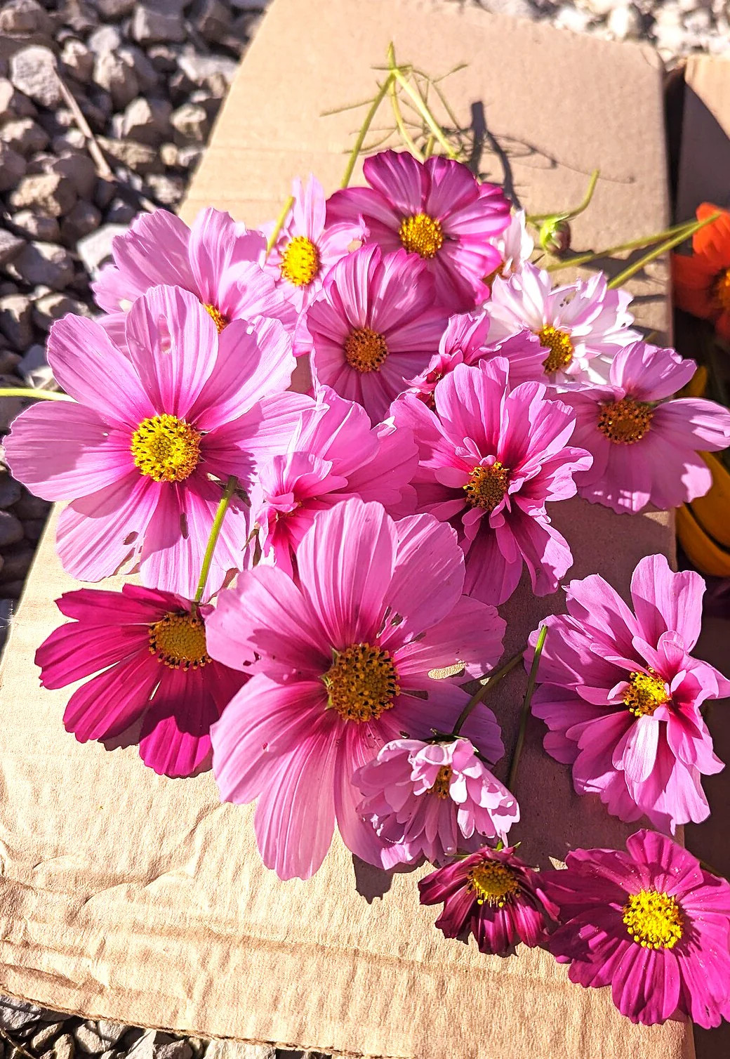 Pink Early Summer Cosmos (Dwarf) Seeds – For 2026 Planting Pink Wildflower