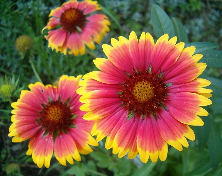 Blanket Flower Seed – 1 Packet