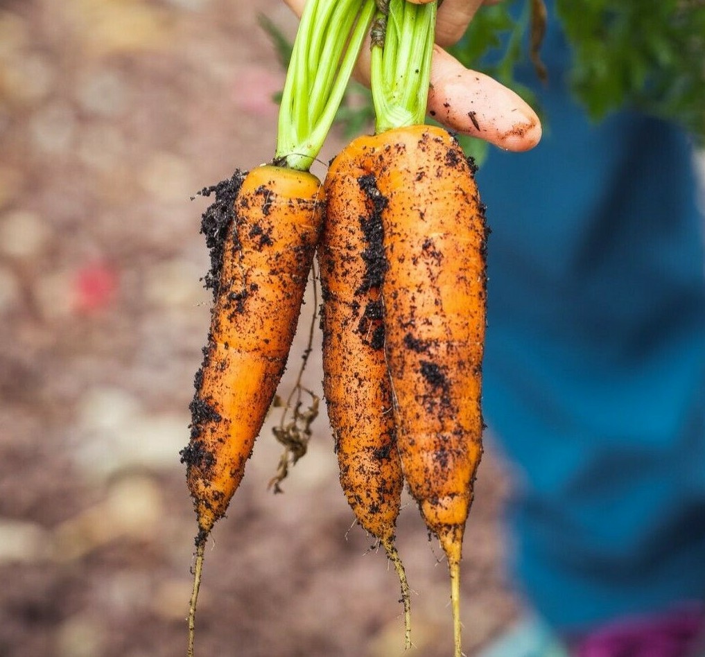 Organic 1,200+ Carrot Seeds, Heirloom, NON GMO, Fresh seed stock