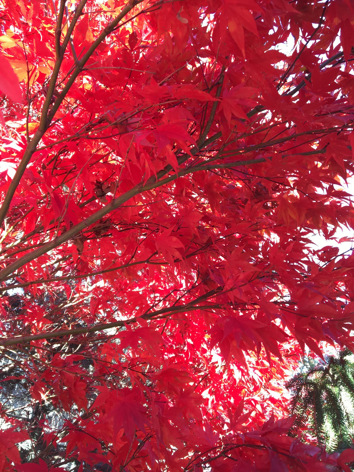 Japanese Maple seeds: Free shipping