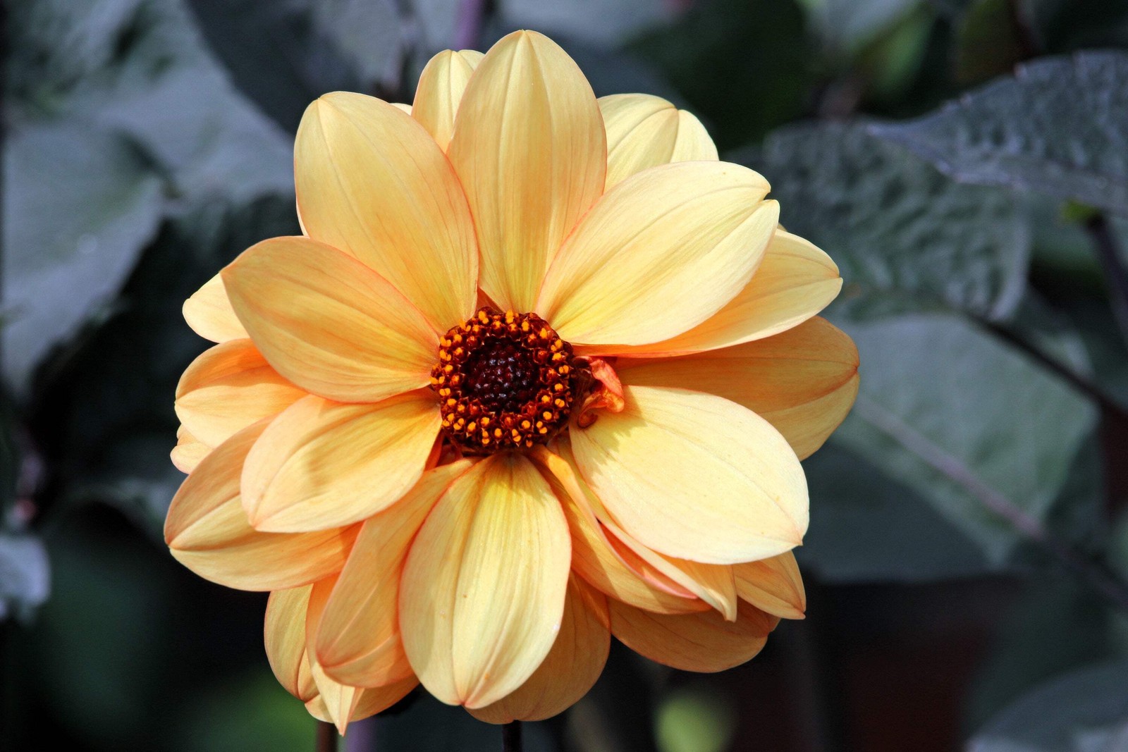 20 Dwarf Mixed Colors REDSKIN DAHLIA Variabilis Red Skin Bicolor Flower Seeds