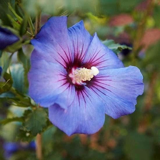 Rose Of Sharron- LIGHT PURPLE W/ RED CENTER – 15 SEEDS COMB S/H VERY HARDY!