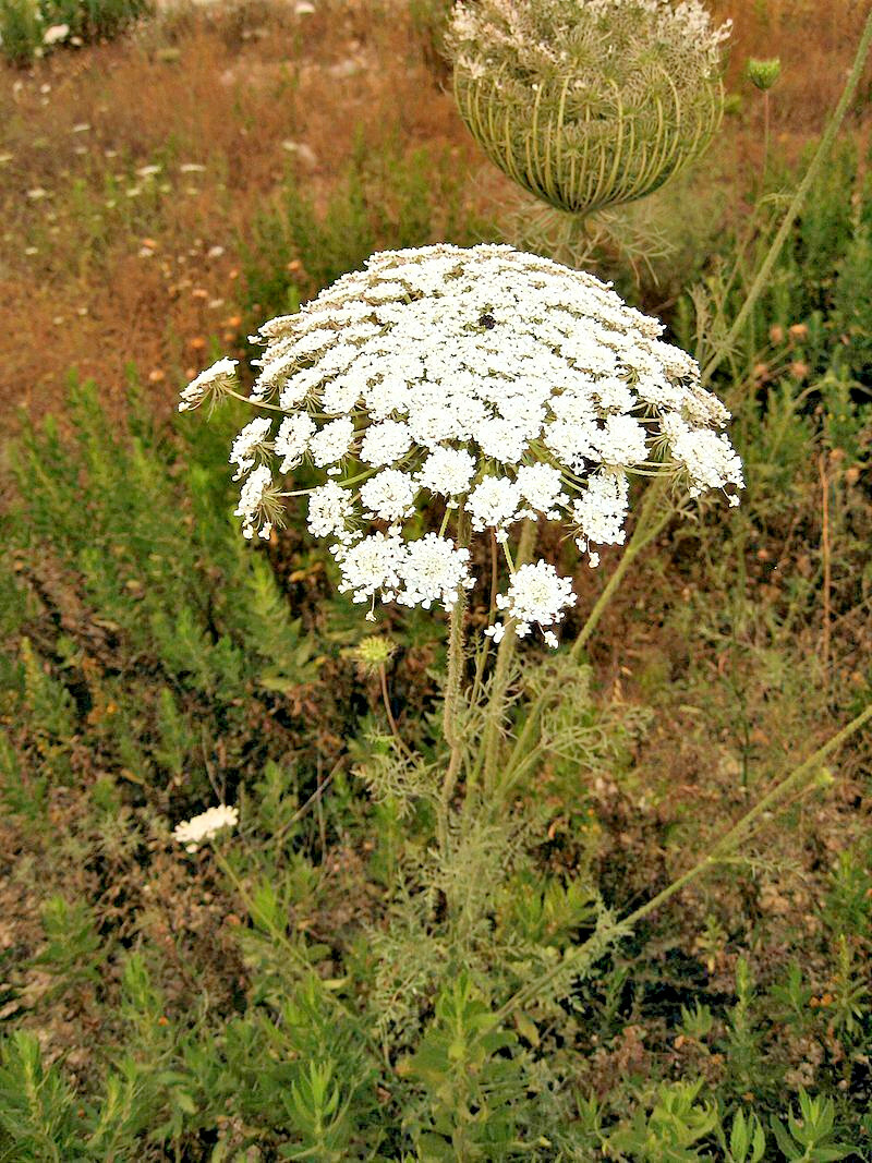 QUEEN ANNS LACE 1000 SEEDS, DAUCUS CAROTA, WILD CARROT, WILDFLOWER, BULK SEEDS
