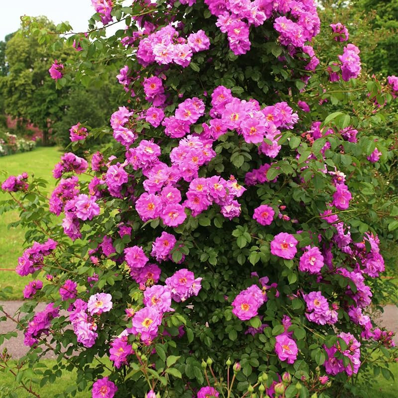 265+ Mix Rose Seeds for Planting in Ganden-Non-Gmo Heirloom Plant Climbing Rose