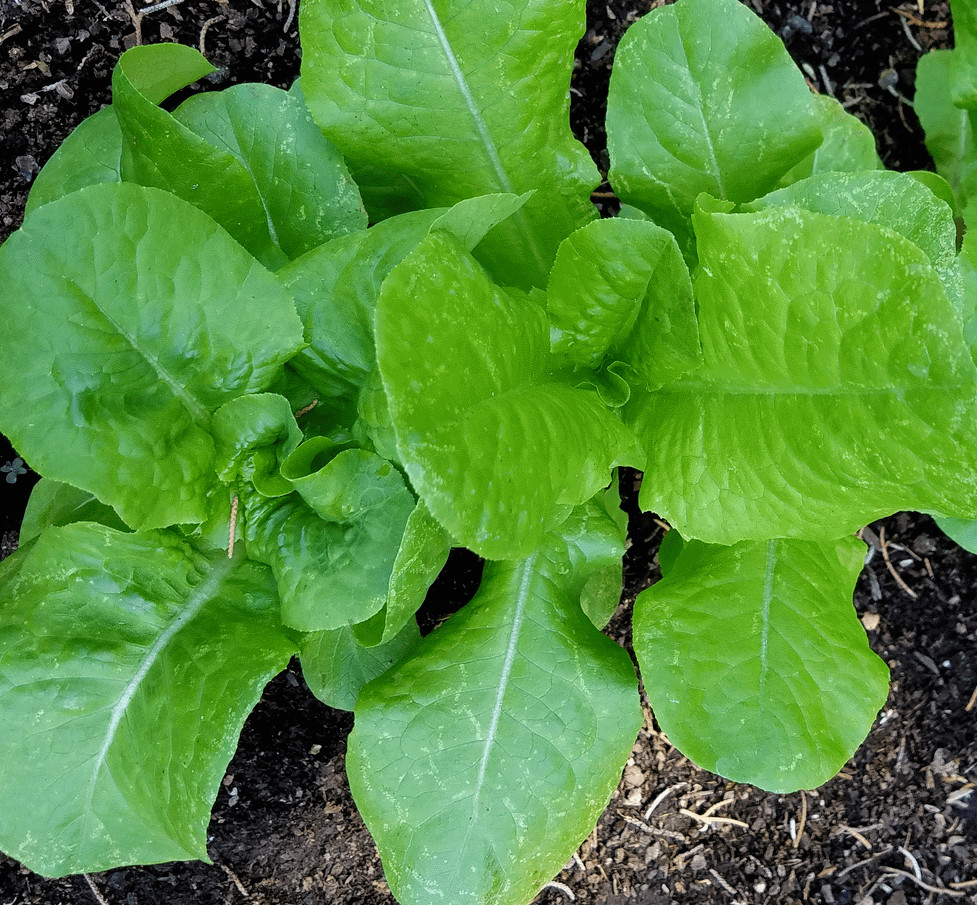 LETTUCE BUTTERCRUNCH 100 SEEDS SALADS VEGETABLE GARDEN HEIRLOOM MICROGREENS USA
