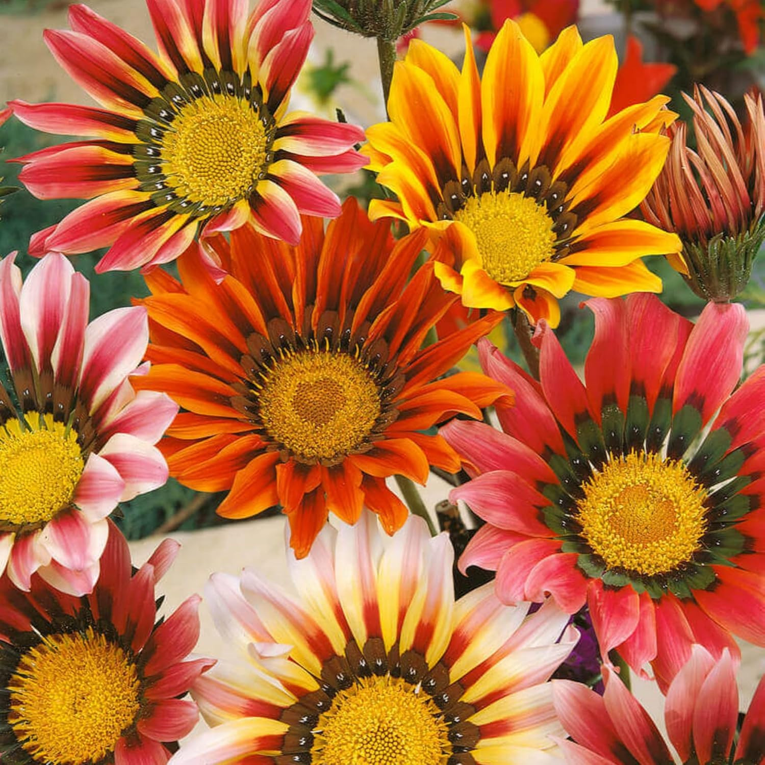 350+ Mix Gazania Seeds for Planting Heat & Drought Tolerant Garden Gazania Flowe