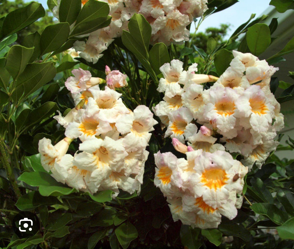 4″Pot of Dwarf Asian Tree Jasmine-RADEMACHERA KUNMING -AKA Dwarf Tree Jasmine