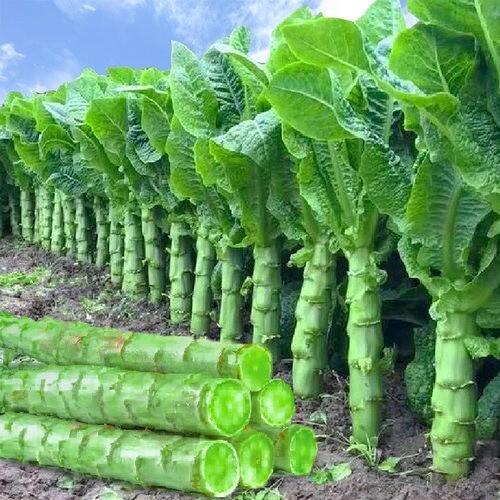 500+ Green Stem Celtuce Seeds 青皮青肉莴笋 2022新种子NEW!