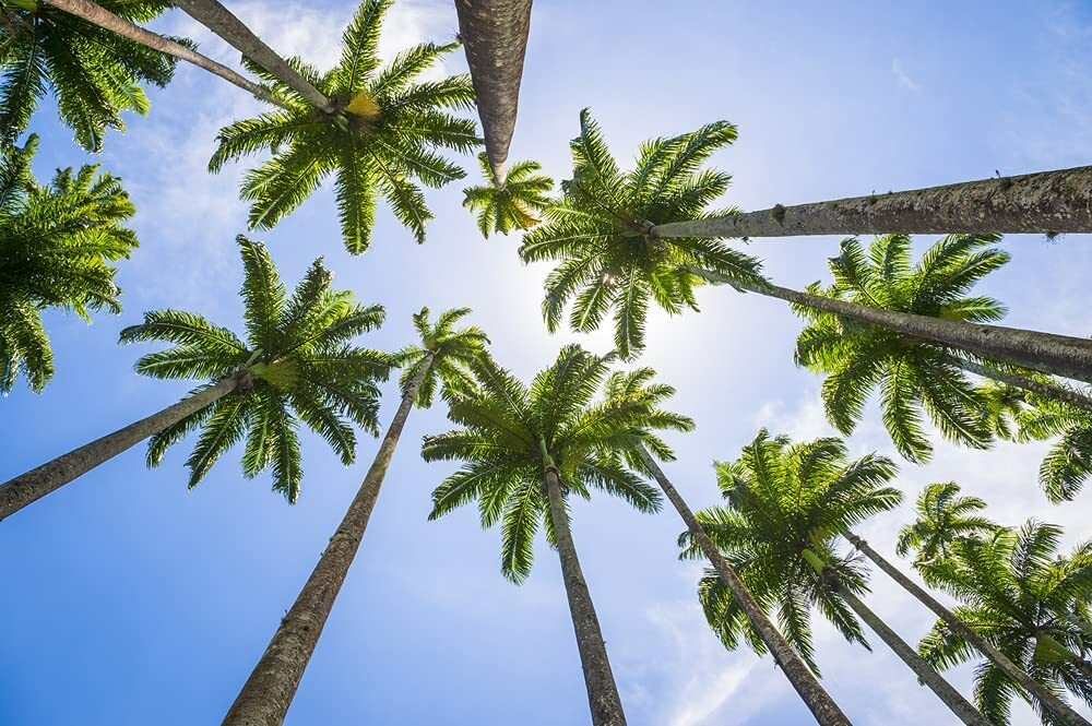 10 Royal Palm Tree Seeds for Planting Roystonea Regina