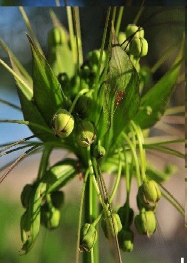 Tacca leontopetaloides 10 seeds