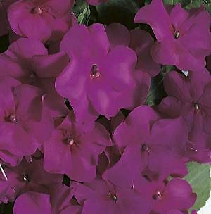 Impatiens Accent Violet Premium 500 seeds