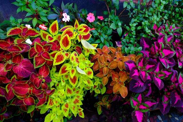 Coleus Rainbox Mix Seeds – 100+ Seeds for Planting- Ships from USA